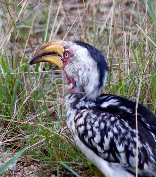 Southern Yellow billed Hornbill