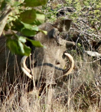 Large tusked Warthog