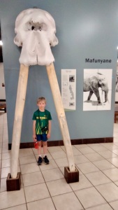 Big tusker elephant Museum - Letaba.