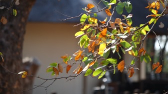 Mopani leaves